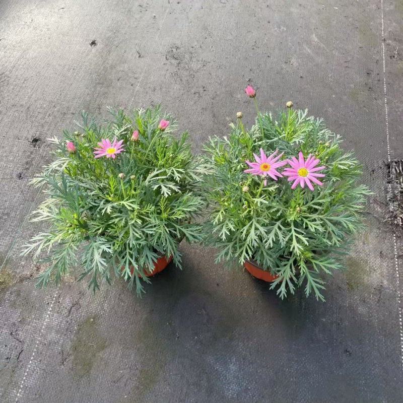 观花植物玛格里特、姫小菊190杯，基地有量，欢迎订购。