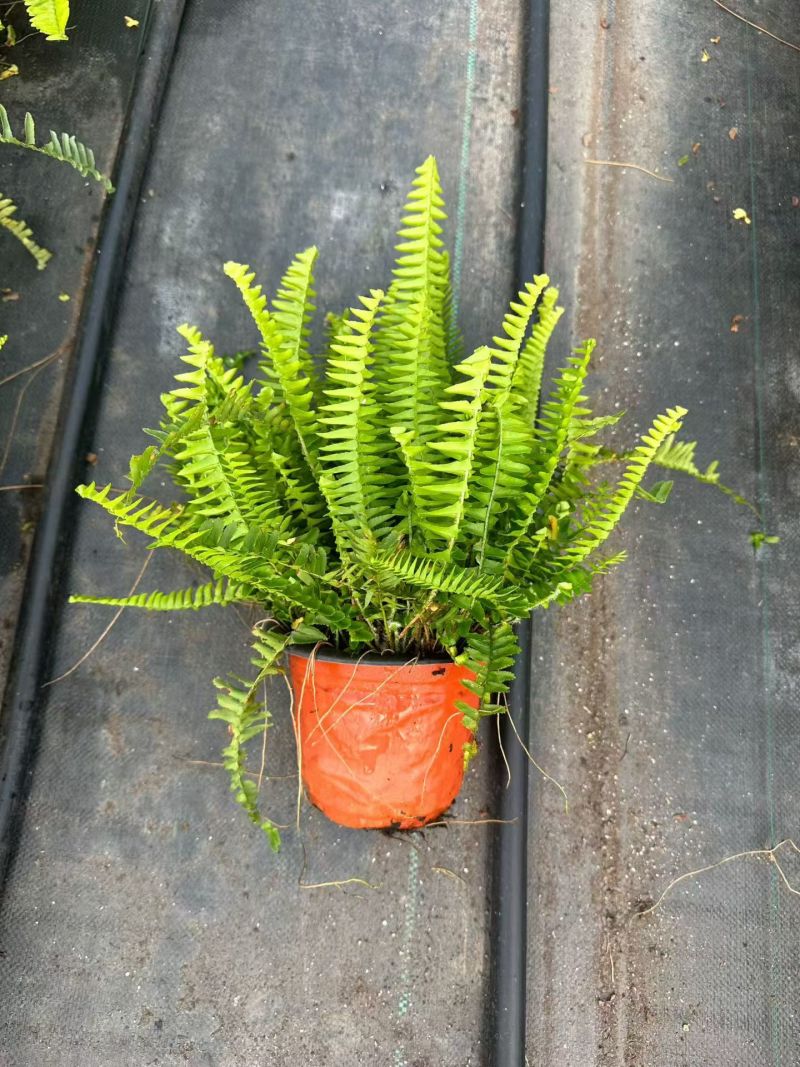 观叶植物肾蕨180杯、1加仑，基地有量，欢迎来一亩田订购