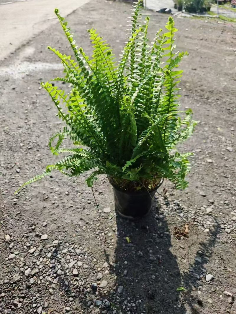 观叶植物肾蕨180杯、1加仑，基地有量，欢迎来一亩田订购