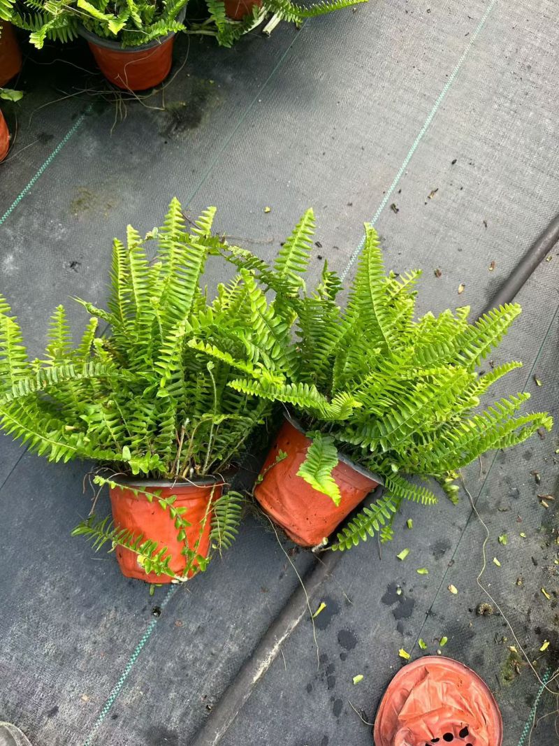观叶植物肾蕨180杯、1加仑，基地有量，欢迎来一亩田订购