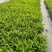 观叶植物肾蕨180杯、1加仑，基地有量，欢迎来一亩田订购