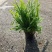 观叶植物肾蕨180杯、1加仑，基地有量，欢迎来一亩田订购