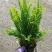观叶植物肾蕨180杯、1加仑，基地有量，欢迎来一亩田订购