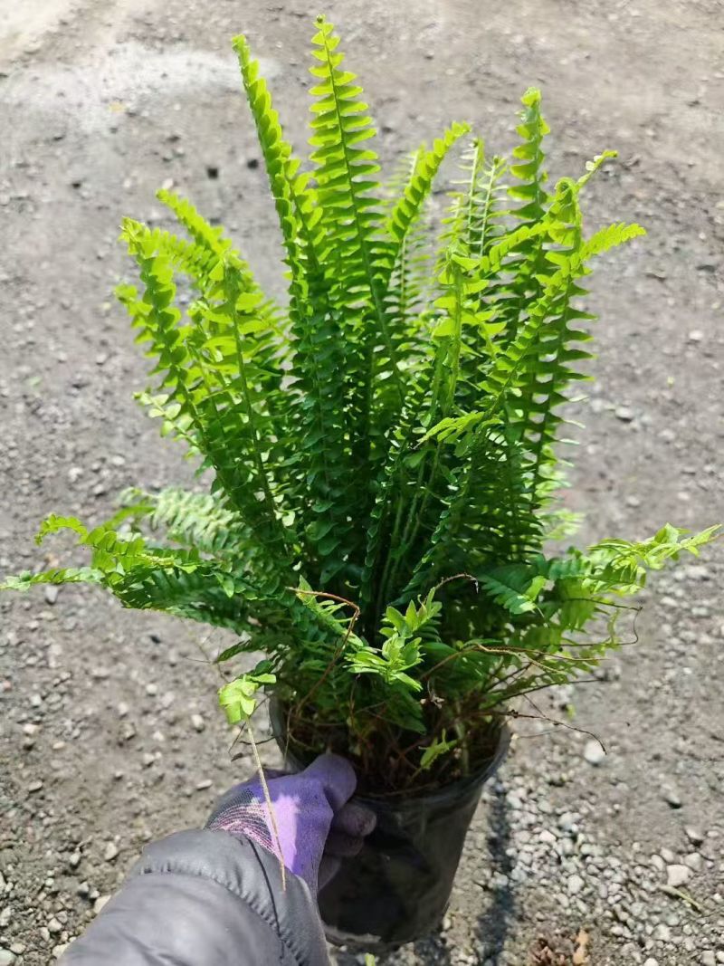 观叶植物肾蕨180杯、1加仑，基地有量，欢迎来一亩田订购