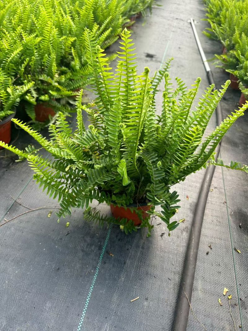 观叶植物肾蕨180杯、1加仑，基地有量，欢迎来一亩田订购