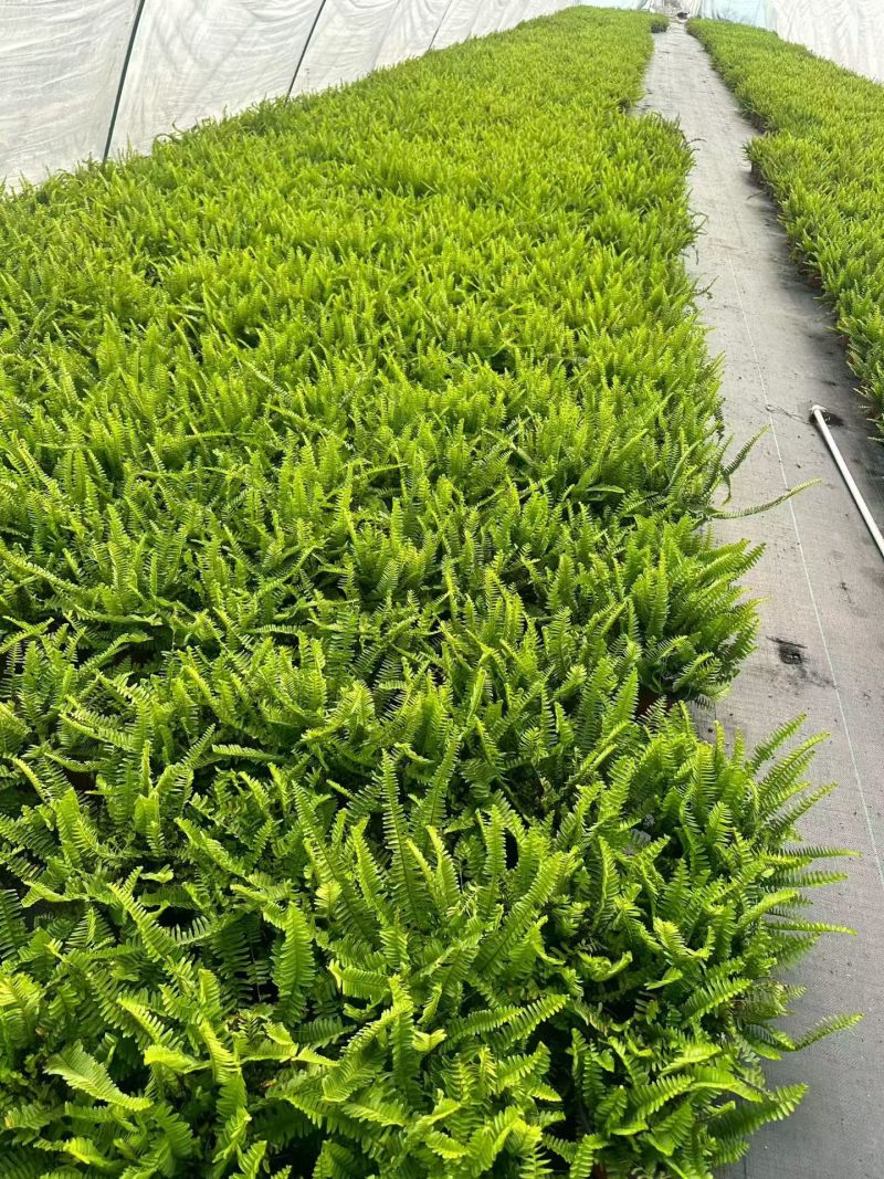 观叶植物肾蕨180杯、1加仑，基地有量，欢迎来一亩田订购