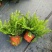观叶植物肾蕨180杯、1加仑，基地有量，欢迎来一亩田订购