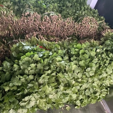 大棚大叶香菜，香气浓郁，量大从优品质保证欢迎联系