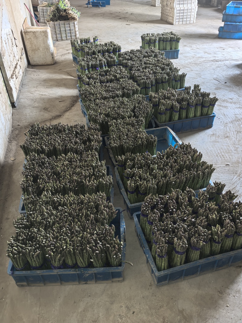 芦笋基地，春笋头茬，口感鲜甜，全国发货，量大从优，