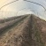 芦笋基地，春笋头茬，口感鲜甜，全国发货，量大从优，