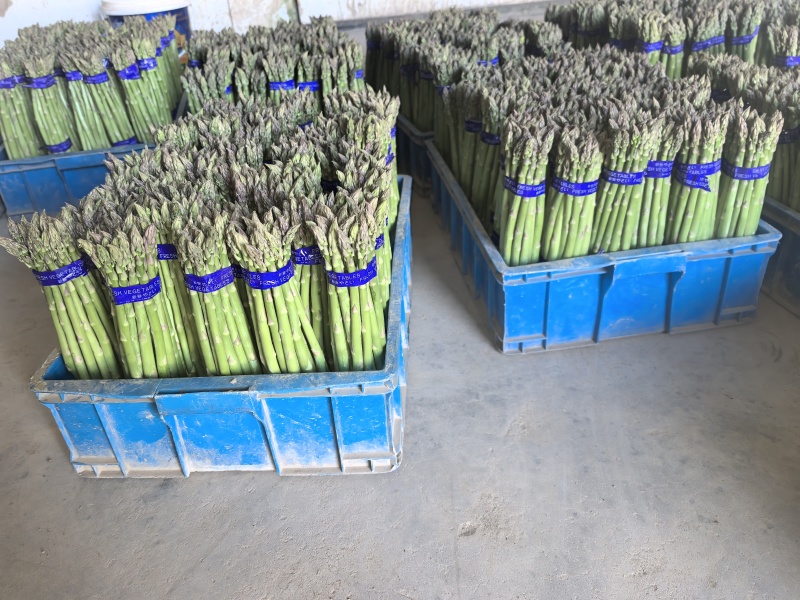 芦笋基地，春笋头茬，口感鲜甜，全国发货，量大从优，