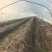 芦笋基地，春笋头茬，口感鲜甜，全国发货，量大从优，