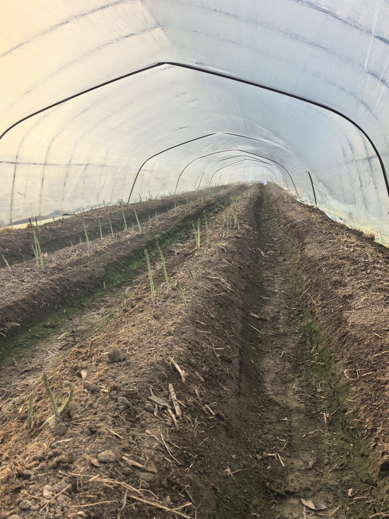 芦笋基地，春笋头茬，口感鲜甜，全国发货，量大从优，
