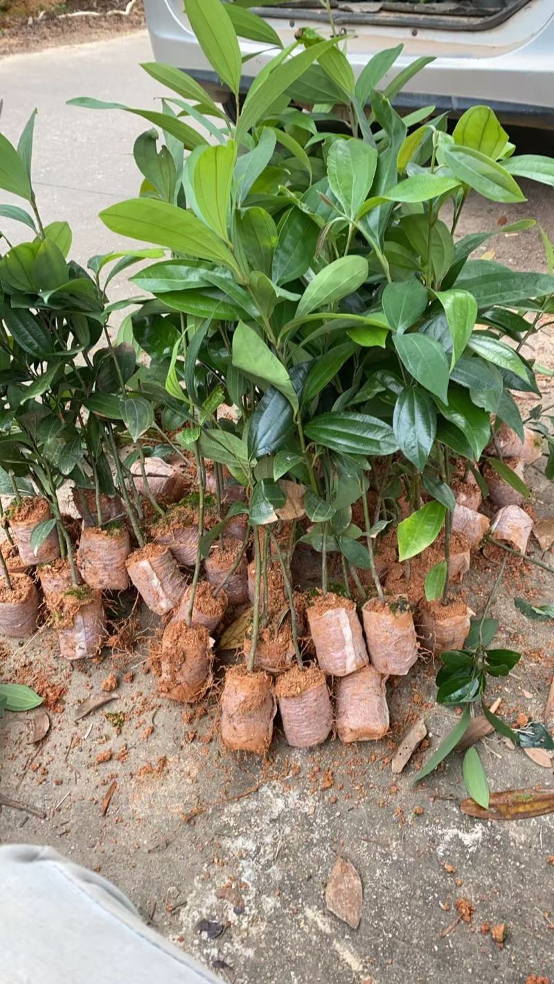 供肉桂营养杯苗30起至60公分