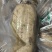 糯米藕原料
