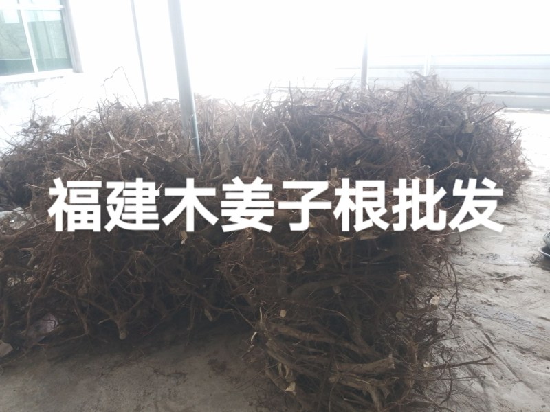 山苍子根木姜子根批发