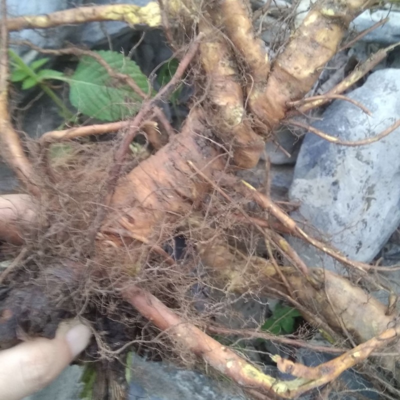 秦岭野生土大黄新鲜现挖羊铁叶子根牛耳舌兰黄筋血三七牛西羊