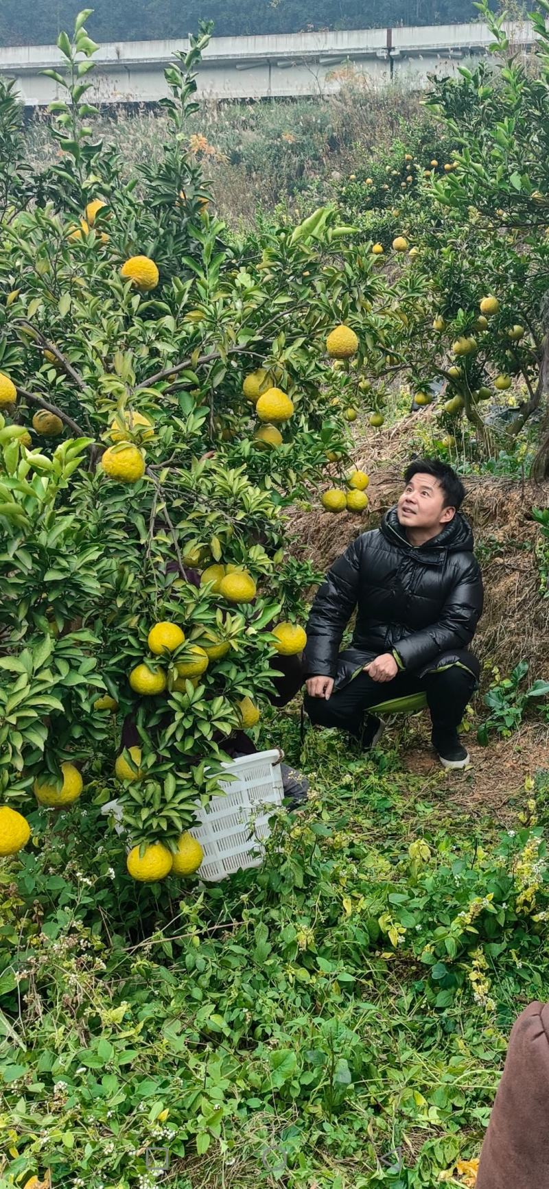 榕江黄金柚