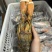 波士顿大龙虾波龙满肉活冻波龙，品质好看的见