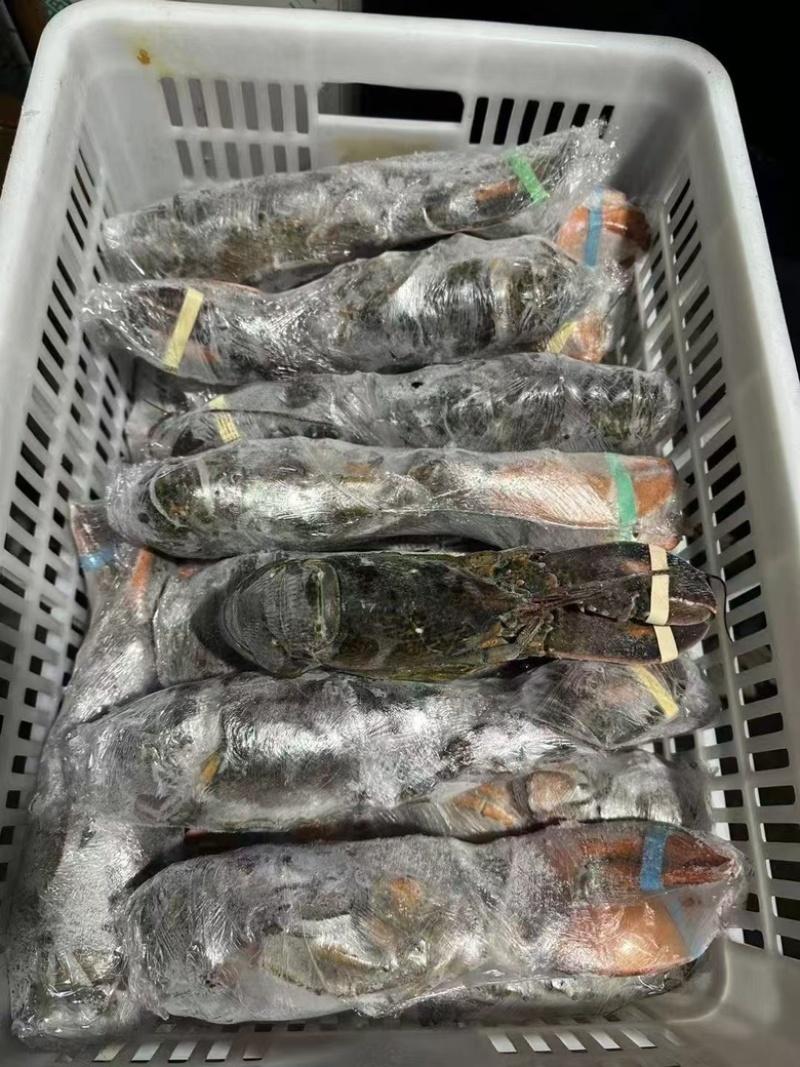 波士顿大龙虾波龙满肉活冻波龙，品质好看的见
