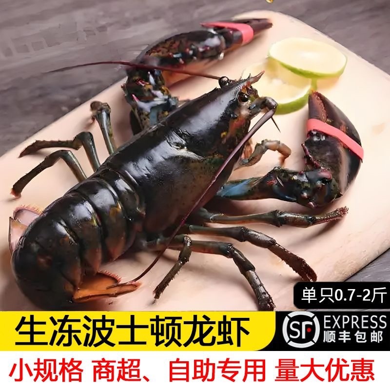 波士顿大龙虾波龙满肉活冻波龙，品质好看的见