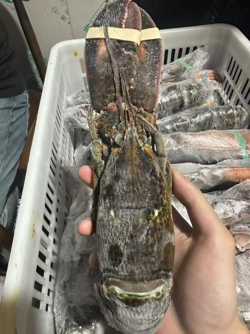 波士顿大龙虾波龙满肉活冻波龙，品质好看的见