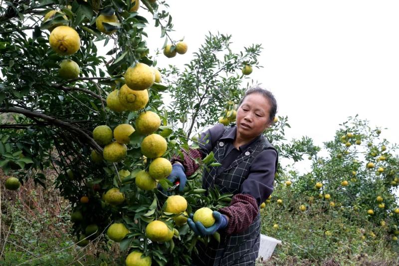 榕江黄金柚