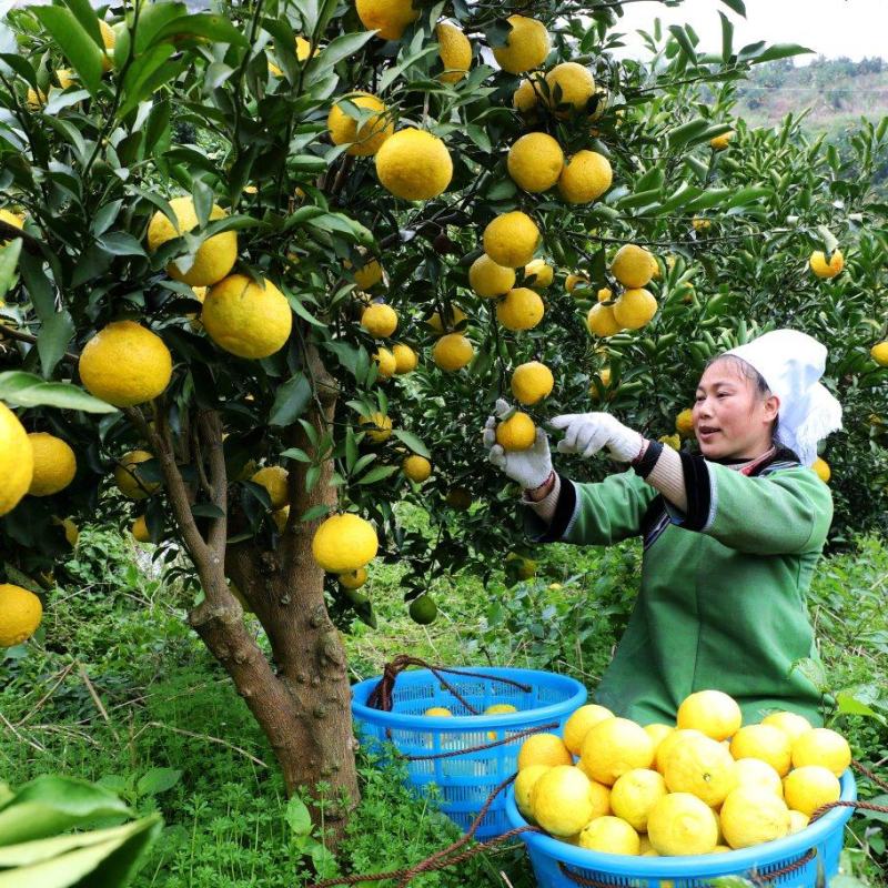 榕江黄金柚