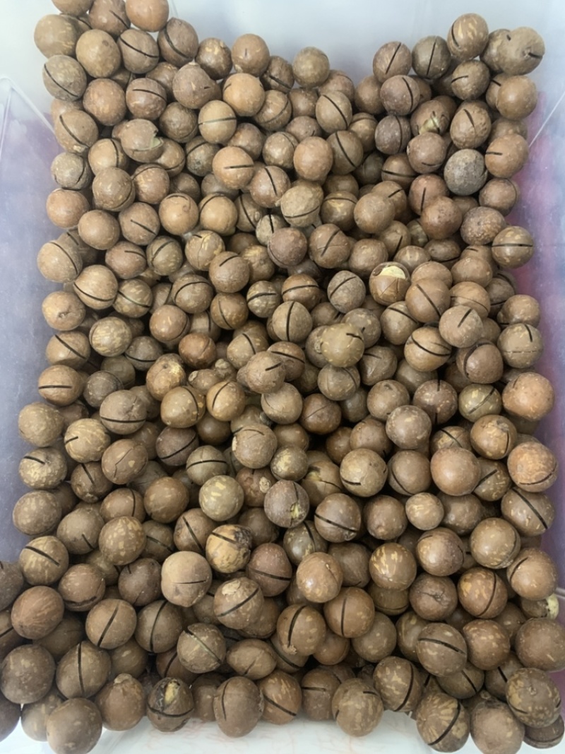 夏威夷果大量现货一件代发