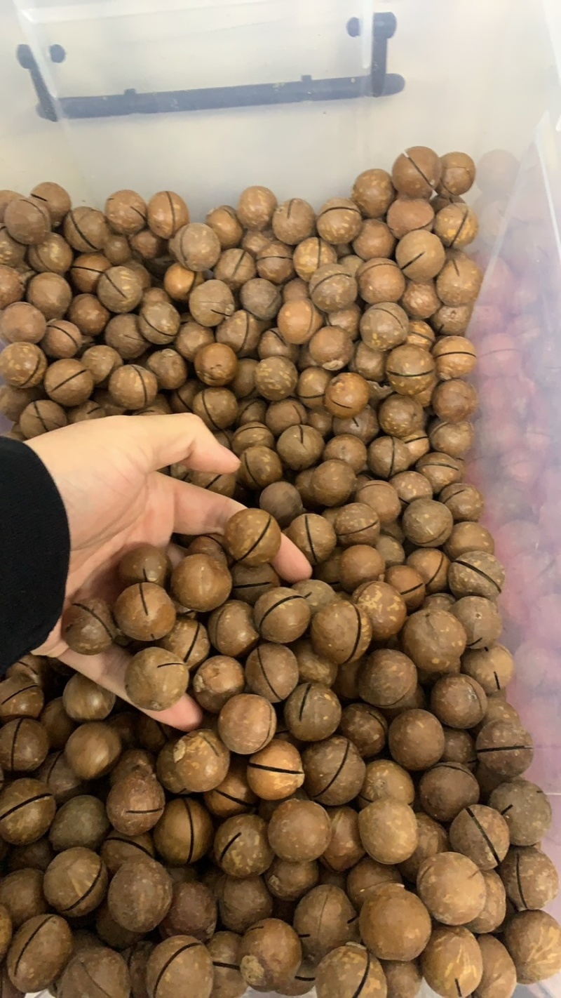 夏威夷果大量现货一件代发