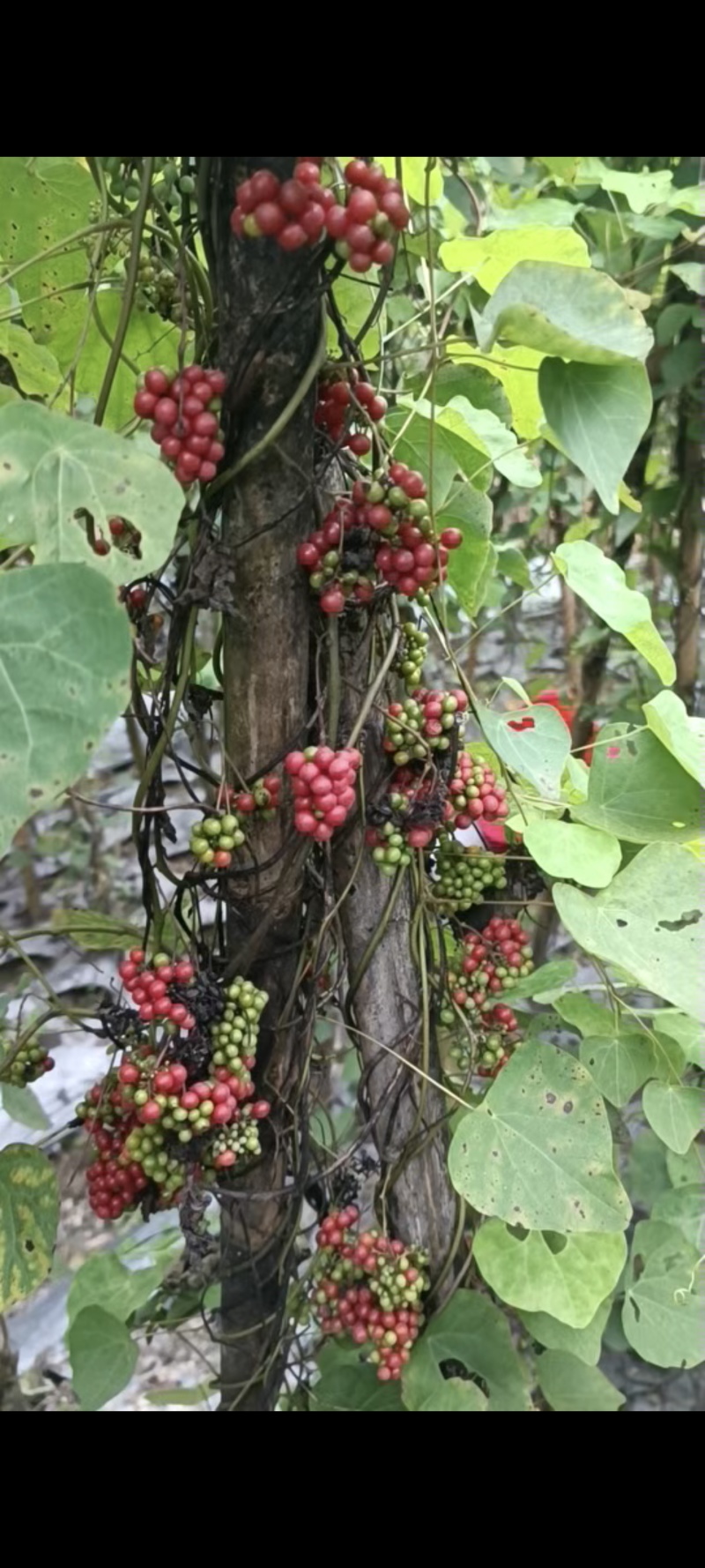 粉防己种子联系***********