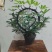 漳州网红款花卉盆景/一年四季可开花/量大价优