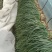 眉县3亩大棚蒜苗成熟，有意向联系价格电议