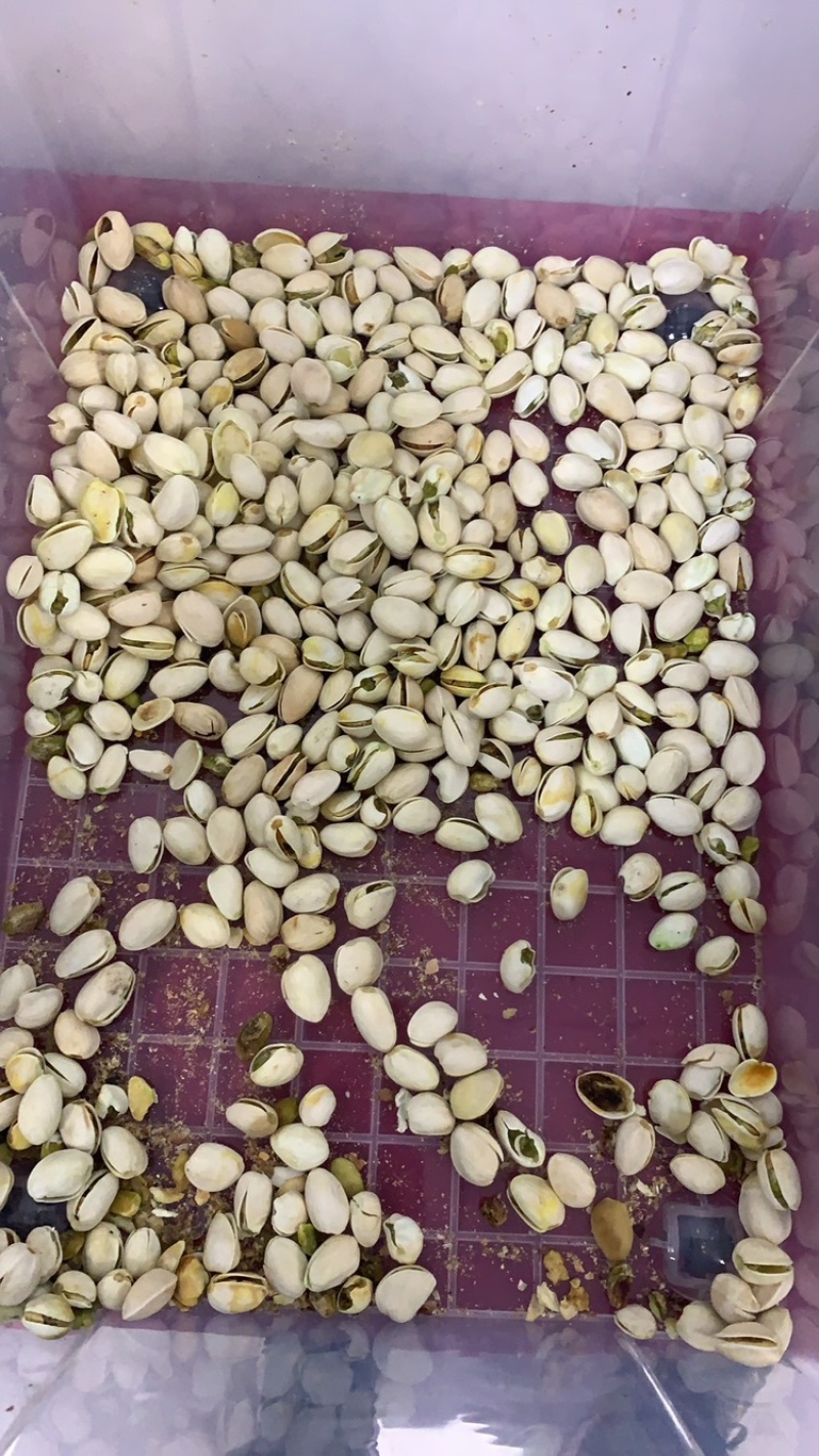 开心果现货批发一斤代发量大优惠