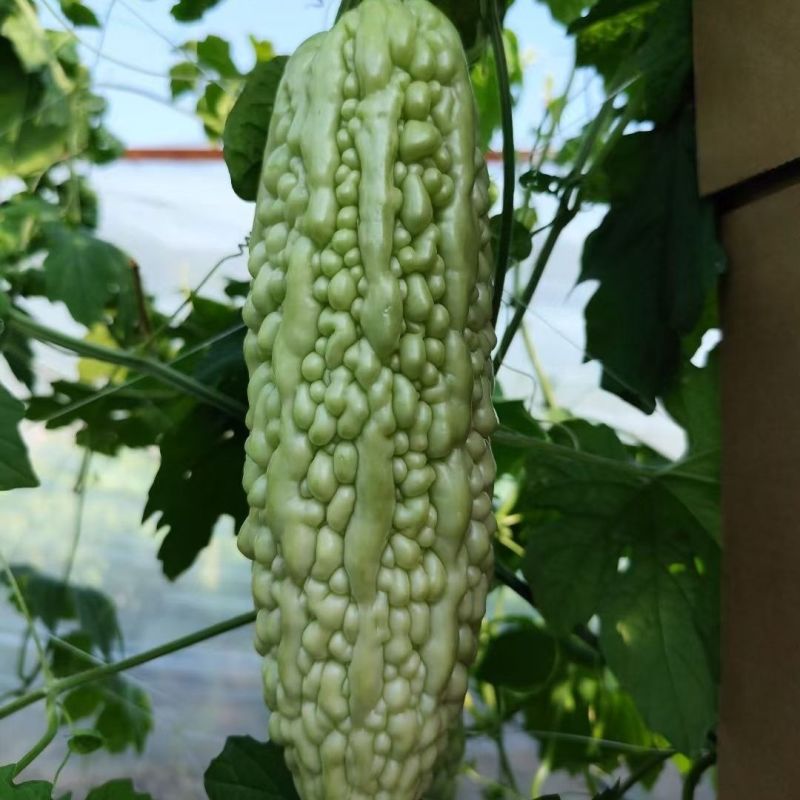 楚之阳奇丽苦瓜种子早中生白绿珍珠苦瓜种籽无限生长春秋
