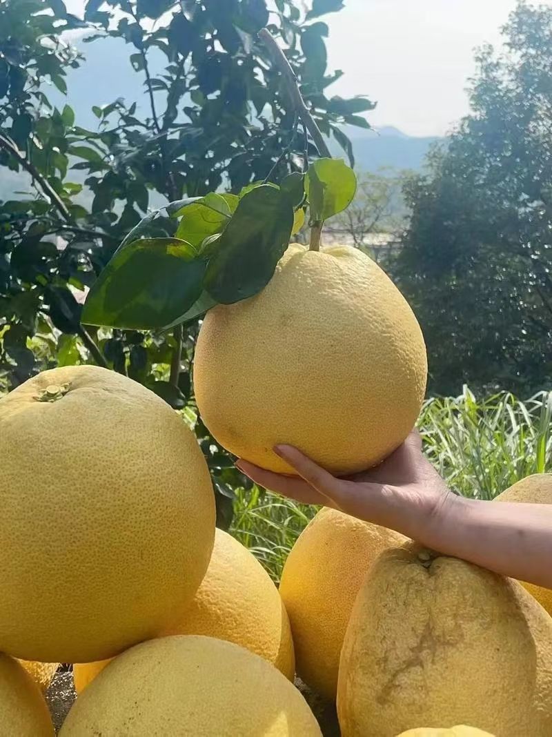 江西马家柚