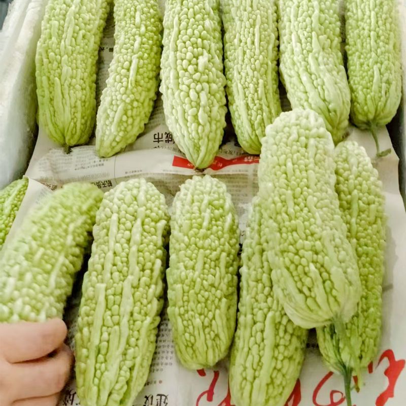 泰丽苦瓜种子大白龙苦瓜种籽抗病耐热春阳台庭院易种