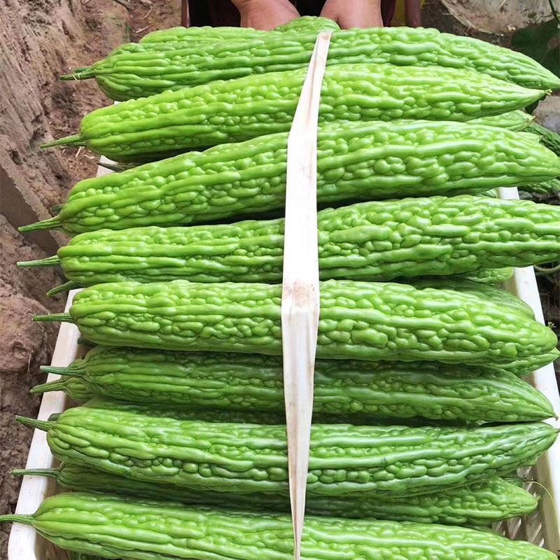 绿丰苦瓜种子早熟高产翠绿油亮疙瘩绿苦瓜种春秋季蔬菜种