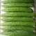 迈德豪绿玉青苦瓜长绿苦瓜种子厚肉绿皮苦瓜早熟高产春秋蔬菜