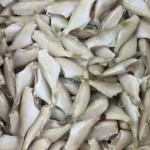 三去耗儿鱼马面鱼扒皮鱼剥皮鱼三去马面鱼免处理玻璃鱼去内脏