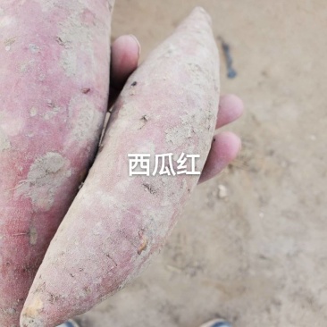 西瓜红