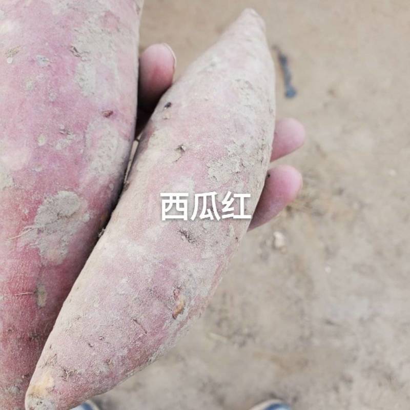 西瓜红