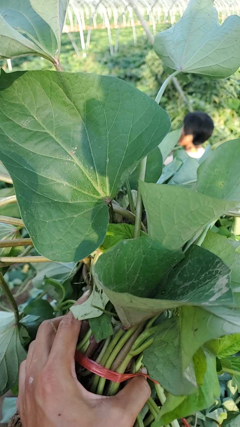 红薯苗