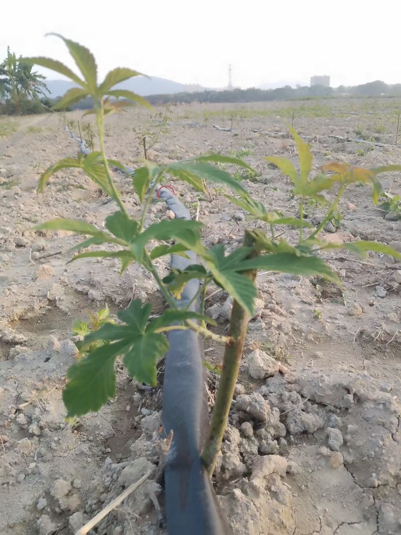 药食同源七叶覆盆子苗