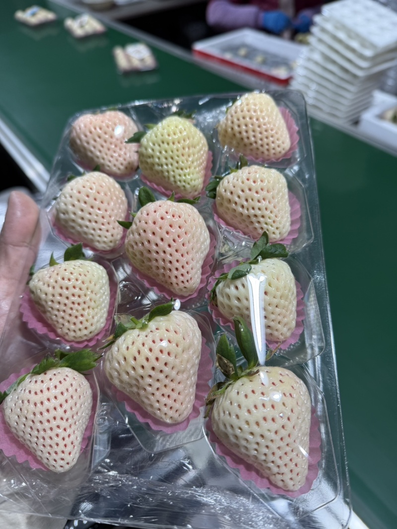 白草莓淡雪