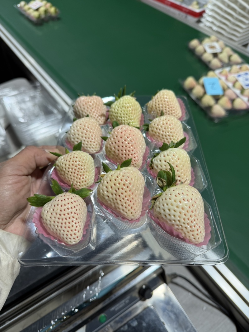 白草莓淡雪