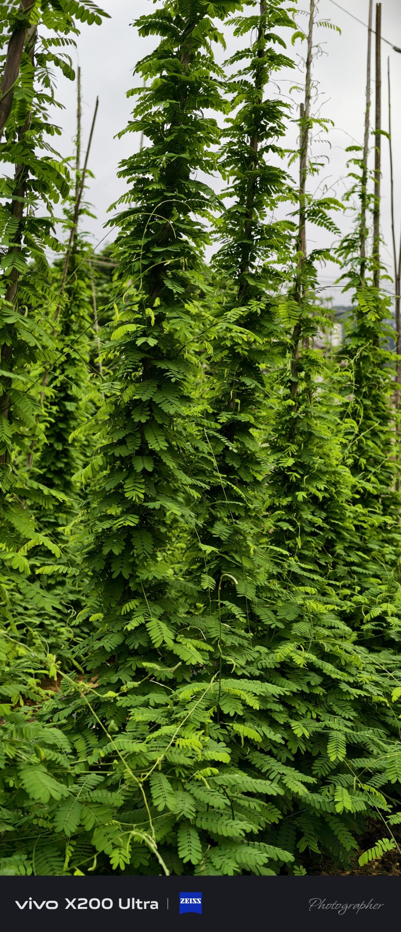 鸡骨草