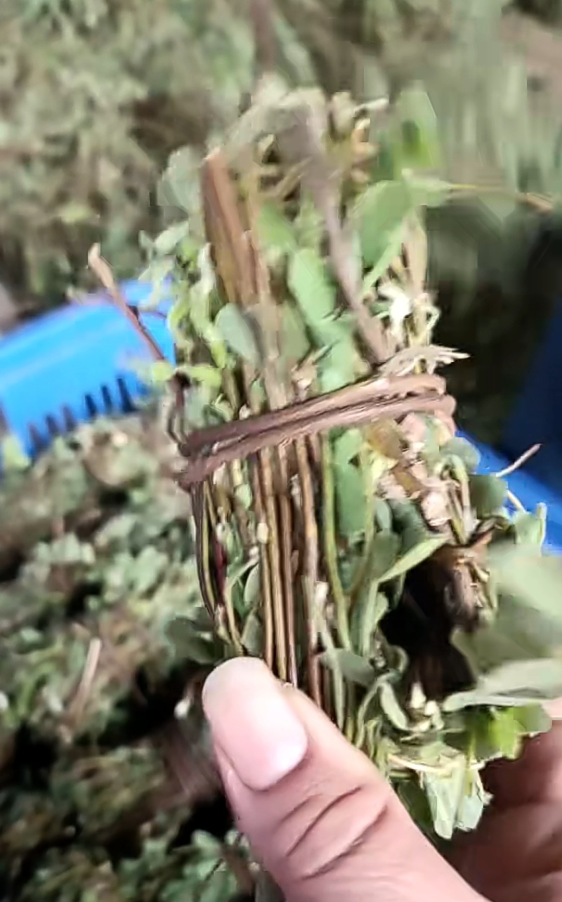 鸡骨草