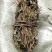 鸡骨草
