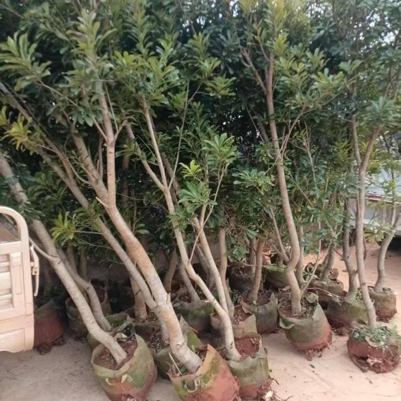出售东魁、茡荠等各规格杨梅袋苗